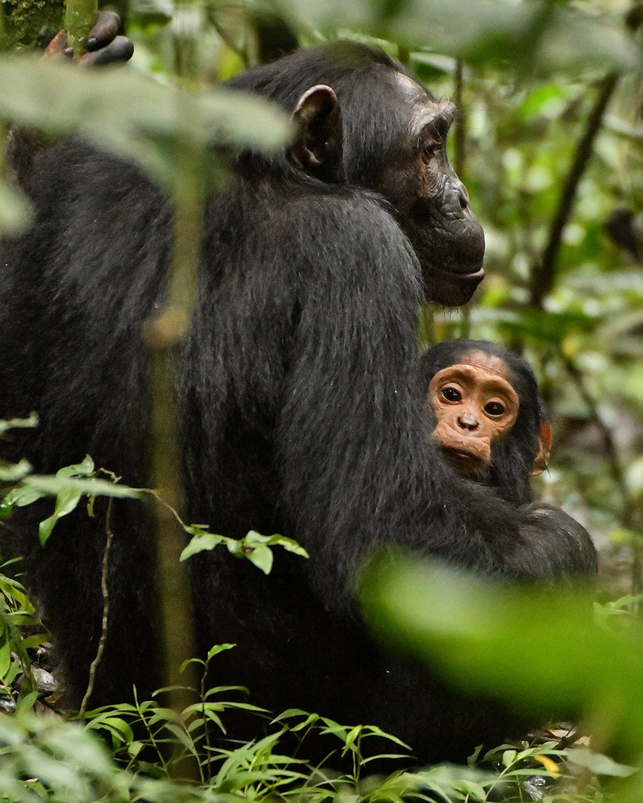 Beryl's mother is back to the camera, looking right, baby, Lindsay (looking at the camera), when he was in a remote forest in Uganda.